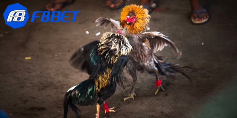 Vì sao phải áp dụng cách xem ngày đá gà