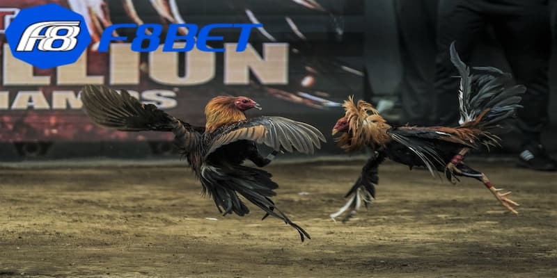Đá gà thái có nguồn gốc từ đâu