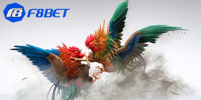 Đá gà trực tiếp bình luận viên là gì
