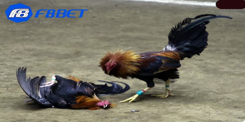 Mẹo đá gà cựa dao tinh tế