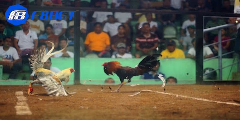 Khám phá đá gà cựa dao có nguồn gốc bắt đầu từ đâu