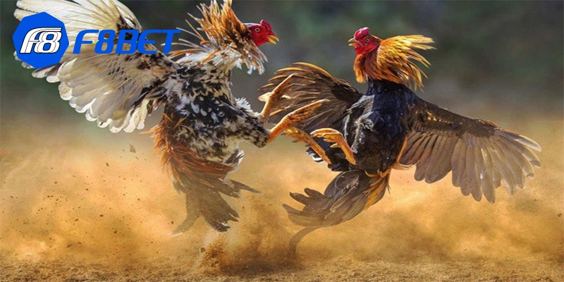  đá gà trực tiếp