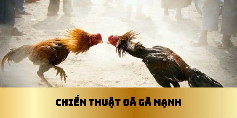 Một số chiến lược đá gà