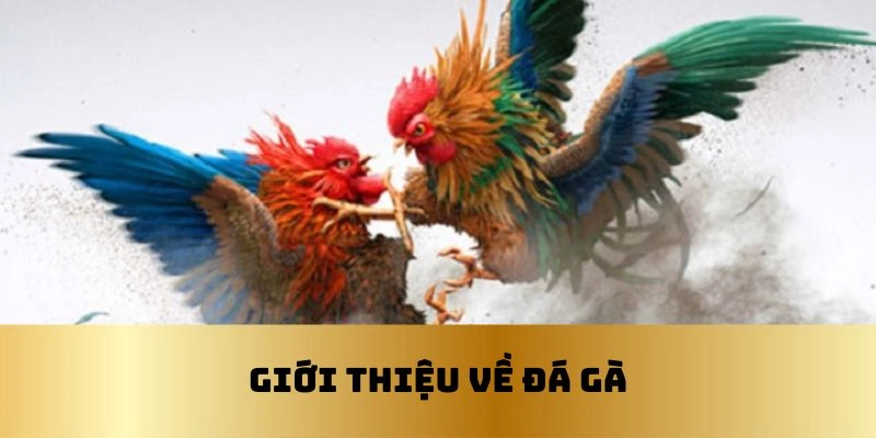 Tổng quan về đá gà