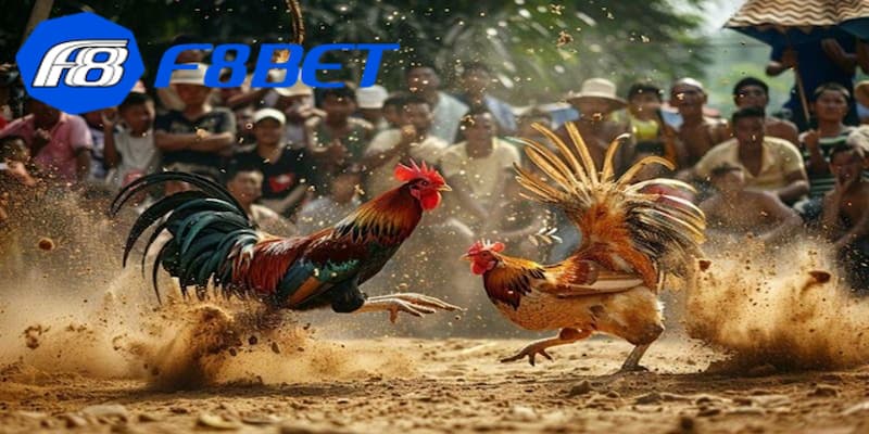 Ưu điểm nổi bật khi tham gia đặt cược đá gà Thái