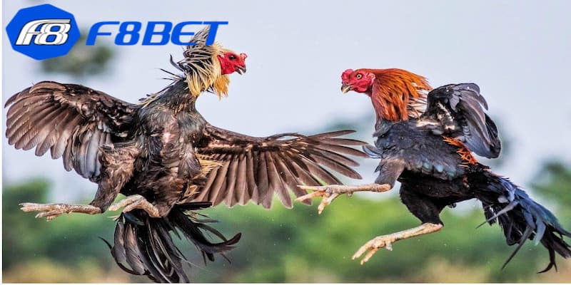 Kinh nghiệm chơi đá gà trực tiếp bình luận viên chính xác từ cao thủ